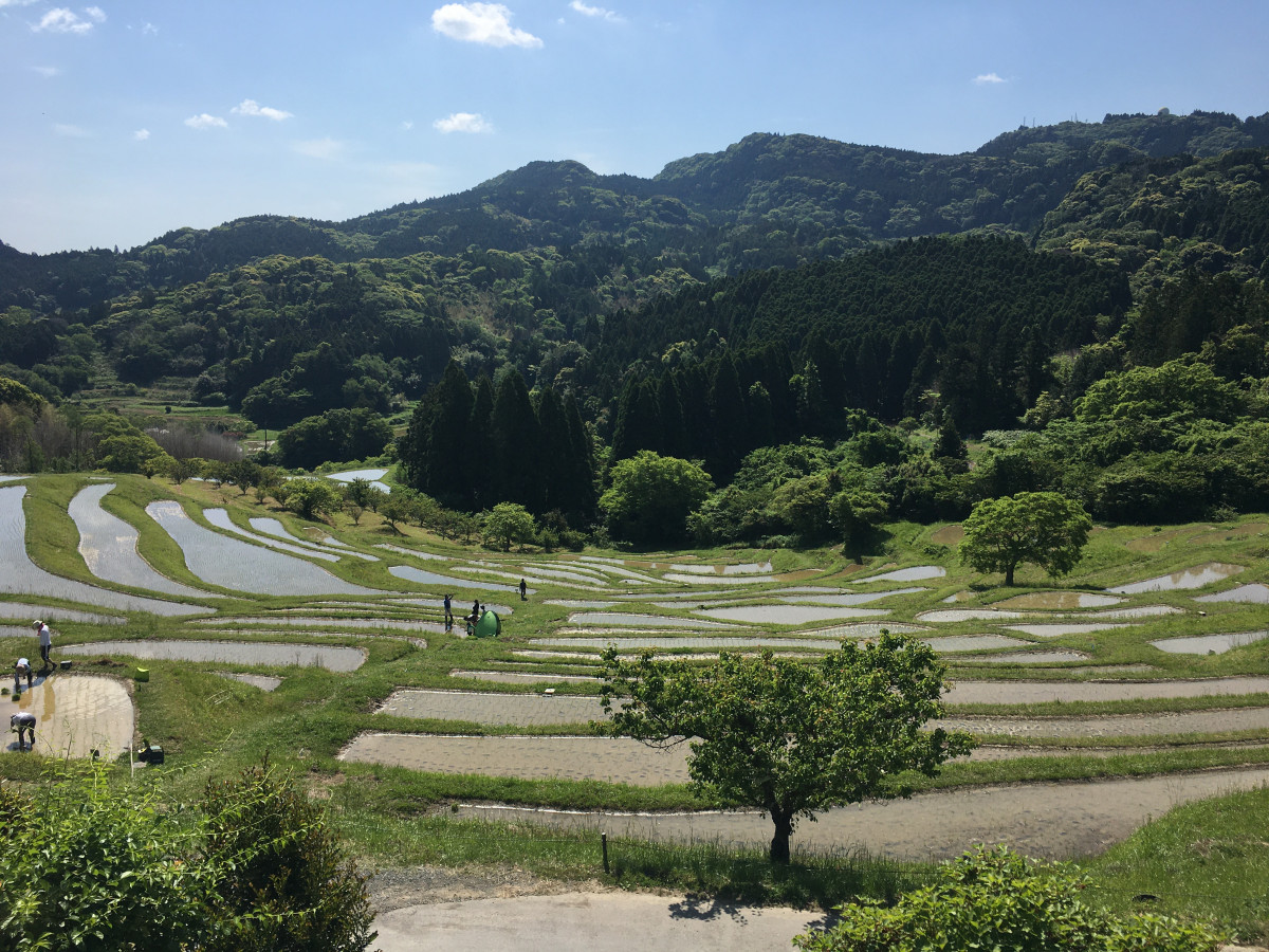 画像提供：認定NPO法人棚田ネットワーク