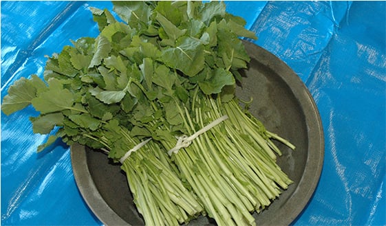 画像：水かけ菜（とう菜）