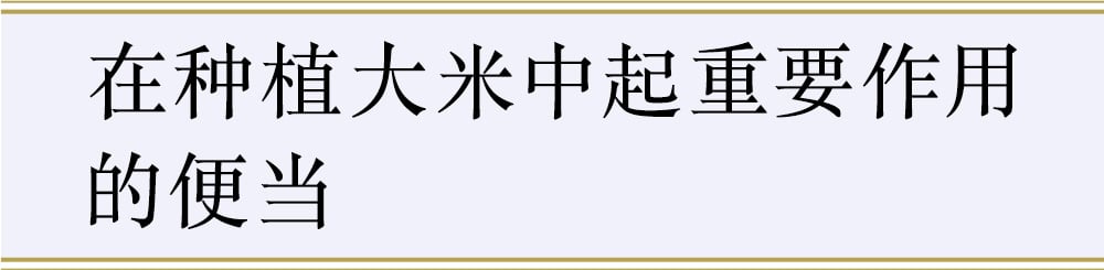 在种植大米中起重要作用的便当