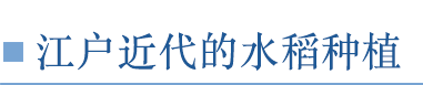 江户近代的水稻种植