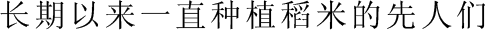 长期以来一直种植稻米的先人们