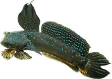 照片：大彈塗魚