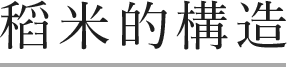 稻米的構造