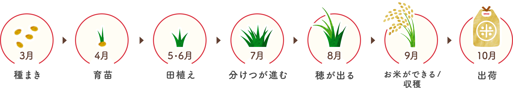 3月種まき 4月育苗 5・6月田植え 7月分けつが進む 8月穂が出る 9月お米ができる/収穫 10月出荷