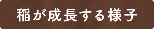 稲が成長する様子