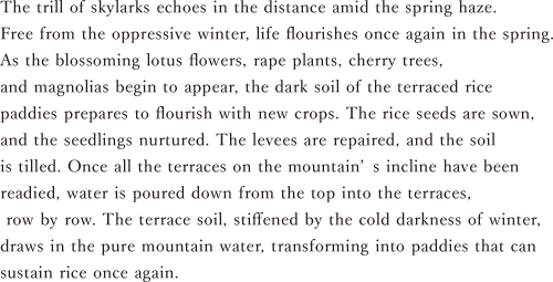 The trill of skylarks echoes in the distance amid the spring haze. Free from the oppressive winter, life flourishes once again in the spring. As the blossoming lotus flowers, rape plants, cherry trees, and magnolias begin to appear, the dark soil of the terraced rice paddies prepares to flourish with new crops. The rice seeds are sown, and the seedlings nurtured. The levees are repaired, and the soil is tilled. Once all the terraces on the mountain’s incline have been readied, water is poured down from the top into the terraces, row by row. The terrace soil, stiffened by the cold darkness of winter, draws in the pure mountain water, transforming into paddies that can sustain rice once again.